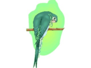 Sticker Custom Preview Image #016486 Animals Birds Conure3