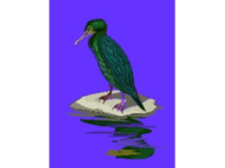 Sticker Custom Preview Image #016491 Animals Birds Cormorant4
