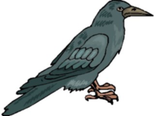 Sticker Custom Preview Image #016519 Animals Birds Crow5