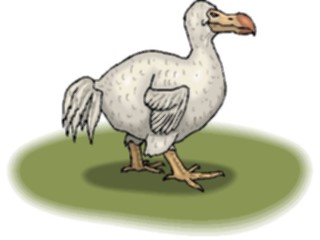 Sticker Custom Preview Image #016528 Animals Birds Dodo