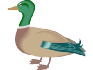Sticker Custom Preview Image #016575 Animals Birds Duck18