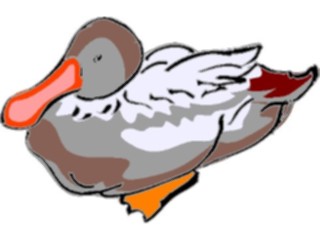 Sticker Custom Preview Image #016578 Animals Birds Duck21