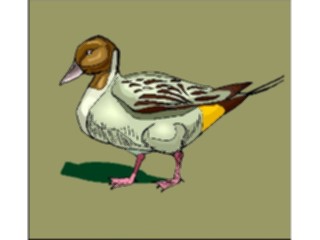 Sticker Custom Preview Image #016579 Animals Birds Duck22