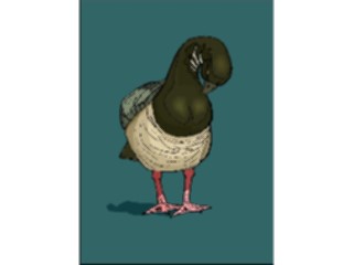Sticker Custom Preview Image #016580 Animals Birds Duck23