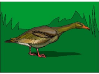 Sticker Custom Preview Image #016587 Animals Birds Duck30