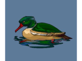 Sticker Custom Preview Image #016588 Animals Birds Duck31