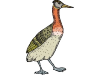 Sticker Custom Preview Image #016594 Animals Birds Duck37