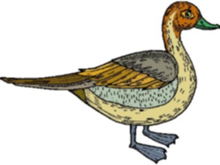 Sticker Custom Preview Image #016596 Animals Birds Duck39