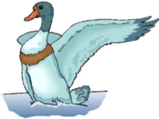 Sticker Custom Preview Image #016607 Animals Birds Duck50