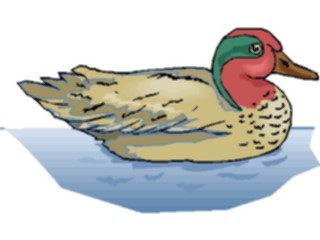 Sticker Custom Preview Image #016608 Animals Birds Duck51