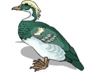 Sticker Custom Preview Image #016609 Animals Birds Duck52