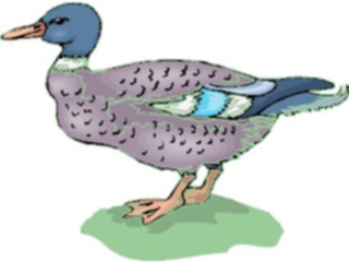 Sticker Custom Preview Image #016610 Animals Birds Duck53