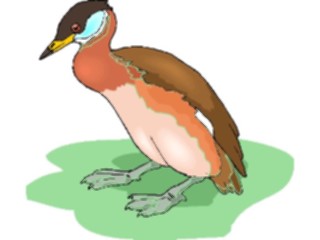 Sticker Custom Preview Image #016611 Animals Birds Duck54