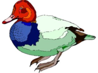 Sticker Custom Preview Image #016614 Animals Birds Duck57