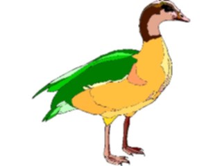 Sticker Custom Preview Image #016617 Animals Birds Duck60