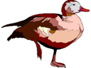 Sticker Custom Preview Image #016618 Animals Birds Duck61