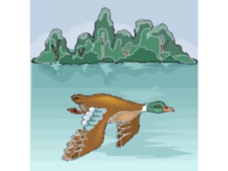 Sticker Custom Preview Image #016635 Animals Birds Duck Flying1