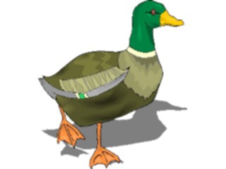Sticker Custom Preview Image #016643 Animals Birds Duck Mallard2