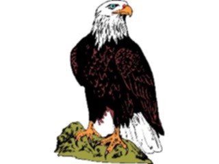 Sticker Custom Preview Image #016694 Animals Birds Eagle34