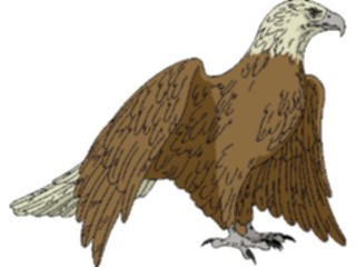 Sticker Custom Preview Image #016706 Animals Birds Eagle46