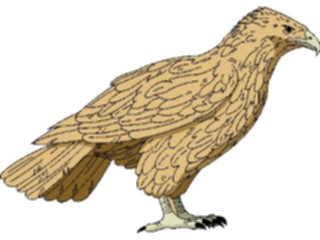 Sticker Custom Preview Image #016756 Animals Birds Falcon01