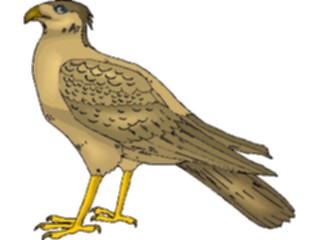 Sticker Custom Preview Image #016761 Animals Birds Falcon06