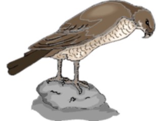 Sticker Custom Preview Image #016762 Animals Birds Falcon07