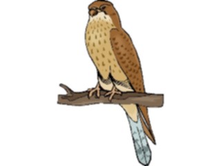 Sticker Custom Preview Image #016764 Animals Birds Falcon09