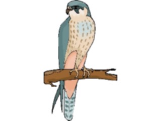 Sticker Custom Preview Image #016765 Animals Birds Falcon10
