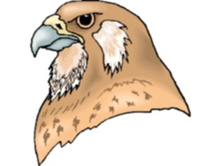 Sticker Custom Preview Image #016768 Animals Birds Falcon Head