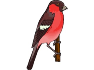 Sticker Custom Preview Image #016781 Animals Birds Finch05