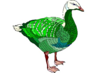 Sticker Custom Preview Image #016872 Animals Birds Goose19