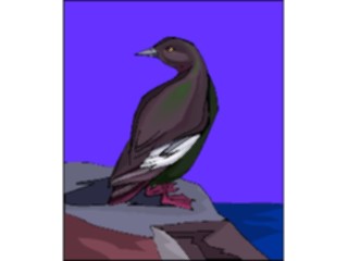 Sticker Custom Preview Image #016882 Animals Birds Guillemot1