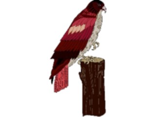 Sticker Custom Preview Image #016893 Animals Birds Hawk5