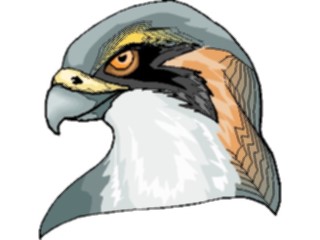 Sticker Custom Preview Image #016894 Animals Birds Hawk6