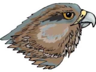 Sticker Custom Preview Image #016895 Animals Birds Hawk7