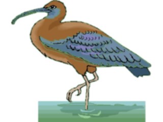 Sticker Custom Preview Image #016942 Animals Birds Ibis1