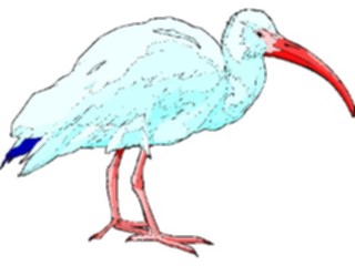 Sticker Custom Preview Image #016943 Animals Birds Ibis2