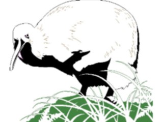 Sticker Custom Preview Image #016955 Animals Birds Kiwi Bird1
