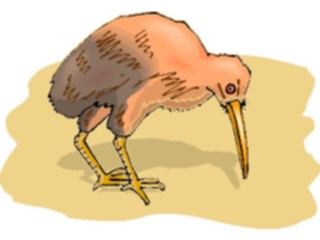Sticker Custom Preview Image #016958 Animals Birds Kiwi Bird4