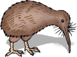 Sticker Custom Preview Image #016959 Animals Birds Kiwi Bird5