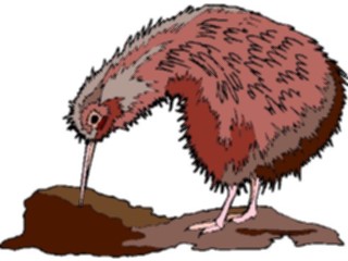 Sticker Custom Preview Image #016960 Animals Birds Kiwi Bird6