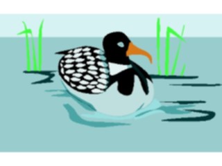 Sticker Custom Preview Image #016966 Animals Birds Loon2