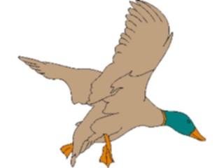 Sticker Custom Preview Image #016973 Animals Birds Mallard