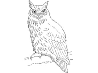 Sticker Custom Preview Image #017019 Animals Birds Owl06