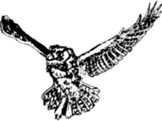 Sticker Custom Preview Image #017024 Animals Birds Owl11
