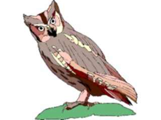 Sticker Custom Preview Image #017053 Animals Birds Owl40