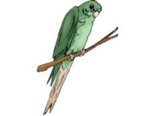 Sticker Custom Preview Image #017066 Animals Birds Parakeet5