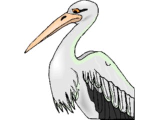 Sticker Custom Preview Image #017109 Animals Birds Pelican11
