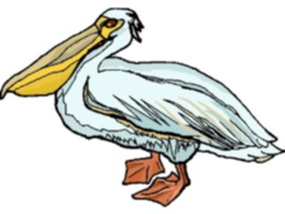Sticker Custom Preview Image #017114 Animals Birds Pelican16